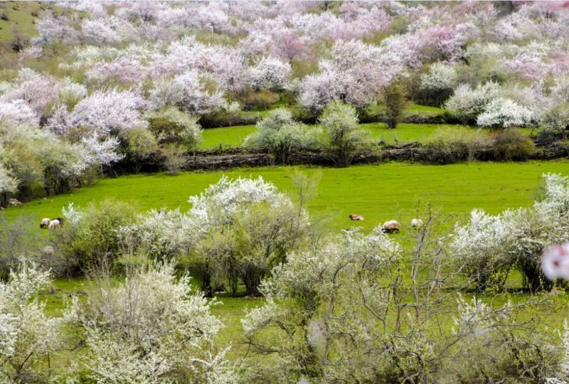 吐尔根杏花沟