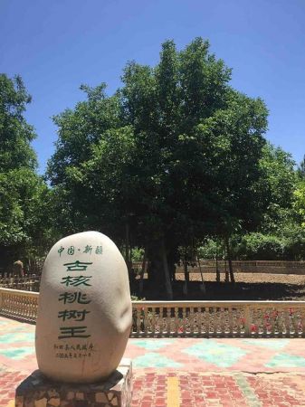 核桃王树 